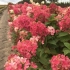 Hydrangea paniculata čarobna vatra: sadnja i njega, fotografije, recenzije